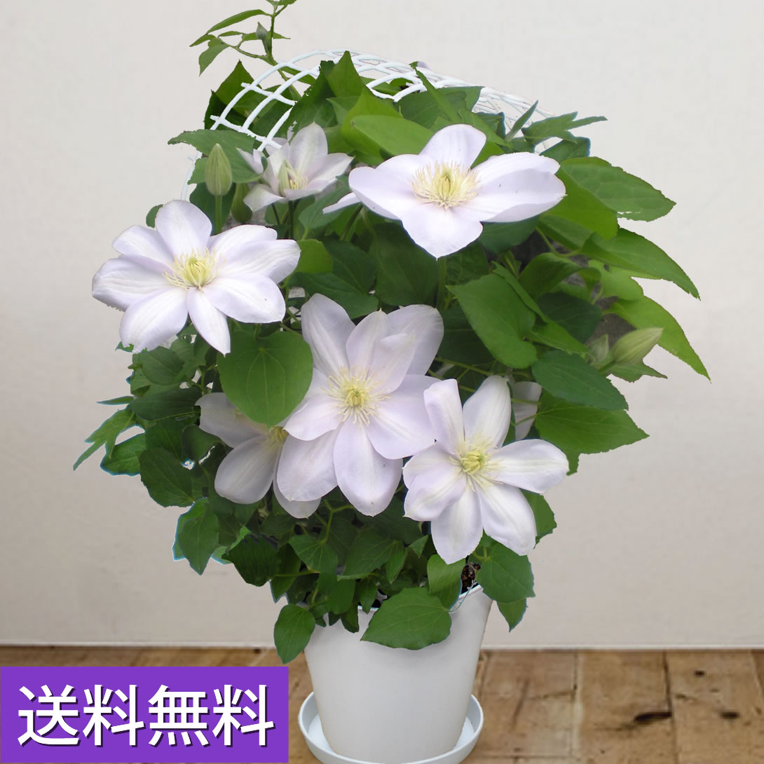楽天市場 送料無料 上品な薄紫のクレマチス 白馬 敬老の日 鉢植え 鉢花プレゼントは鉢植えギフト通販専門店 鉢花のお店オーク リーフ をご利用下さい 花と緑のお店 オーク リーフ