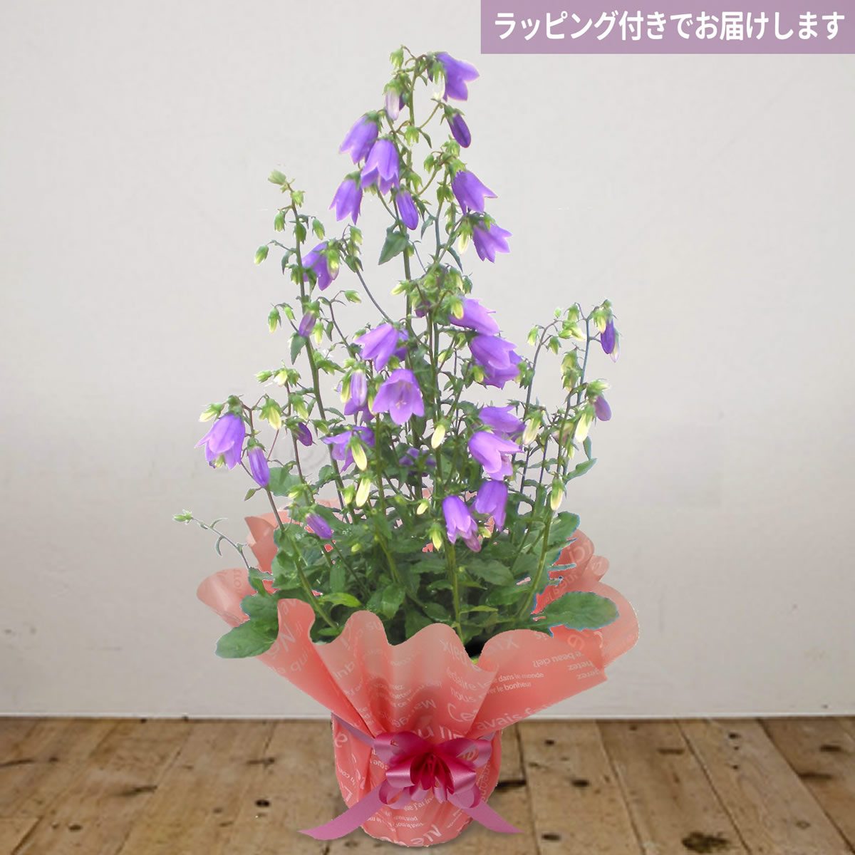 楽天市場 送料無料 カンパニュラ ステラ 母の日鉢植え 鉢花プレゼントは鉢植えギフト通販専門店 鉢花のお店オーク リーフ をご利用下さい 花と緑のお店 オーク リーフ