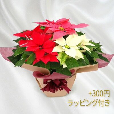 お花 切り戻し⑧ニーレンベルギアオーガスタ編 | CAINZ DIY Square