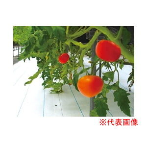 防草腰掛け アグリシートシャインホワイト 4m×100m SW1515 日本広広としたはりつけ台 防草・多役立つこと用【人間宅送りとどける不可】