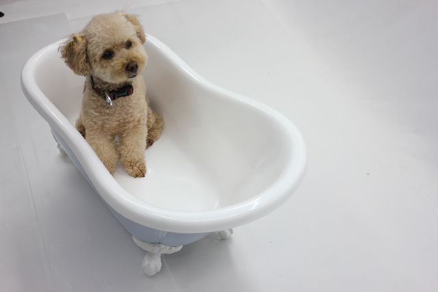 楽天市場 ペット用バスタブ ペットバス 犬 バスタブ 小型 猫足バスタブ 浴槽 猫脚バスタブ 幅750 人工大理石製 浴槽 バスタブ 浴そう お風呂 置き型 ペット用品 犬用品 猫足バスタブ Koa B109b ブルー オバラ住設楽天市場店