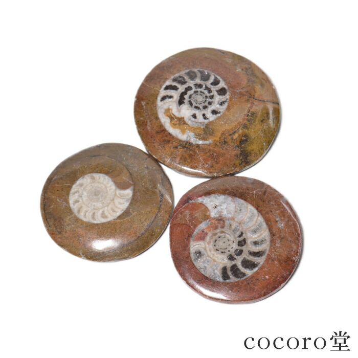 楽天市場】希少 パイライトアンモナイト プレウロセラス 23g