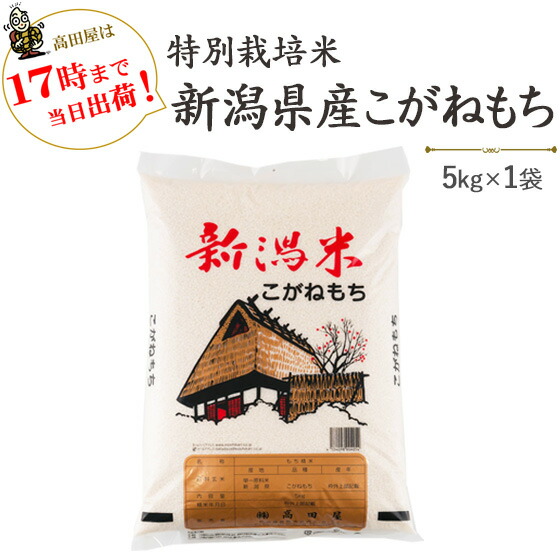 令和６年産　特別栽培米〔もち米〕新潟産こがねもち5kg<br>【送料無料】(一部地域を除く)