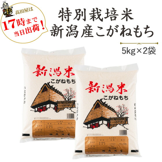 令和７年産　特別栽培米〔もち米〕新潟産こがねもち5kg×2袋【送料無料】(一部地域を除く)