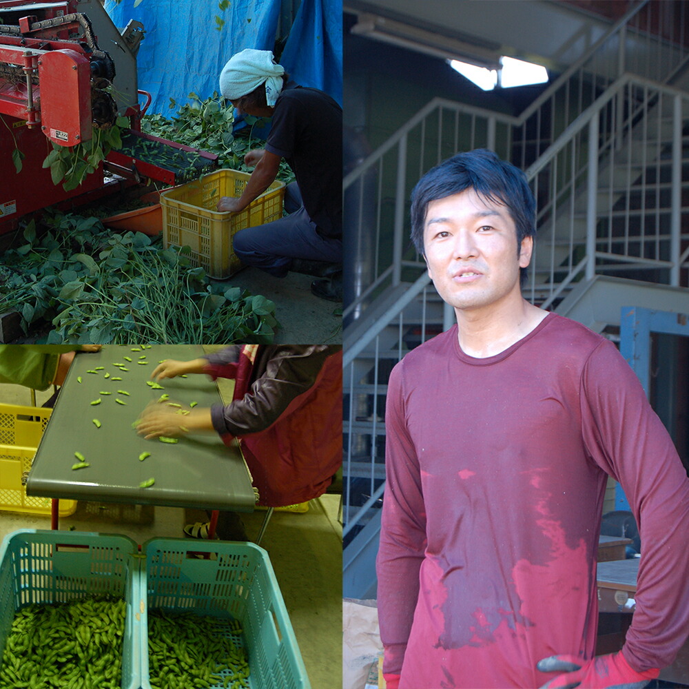 楽天市場 新潟県産 茶豆 1 5kg 250g 6袋 新鮮朝採り 御中元 お取り寄せ ギフト 新潟 新潟名物専門店 小竹食品