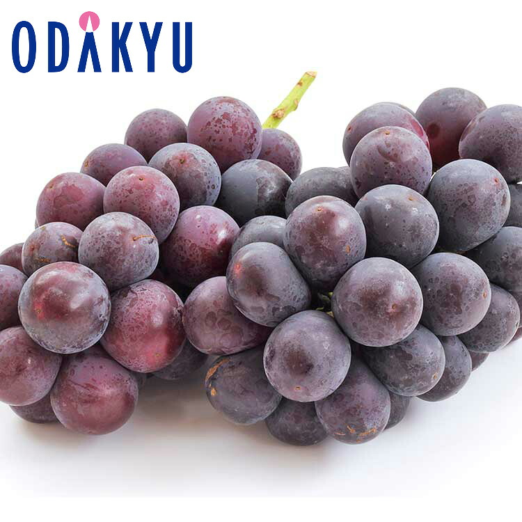 ブドウ 送料無料 山梨県産 匠の葡萄 笛吹種なし巨峰2房 約0.9kg ｜7月上旬以降のお届け※沖縄・離島へは届不可(直)｜小田急百貨店店