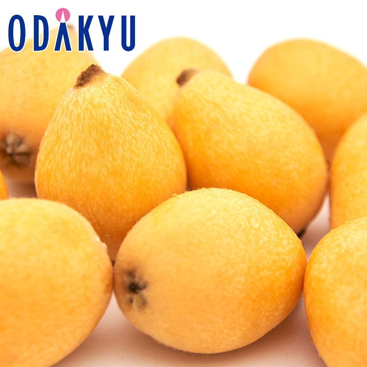 ビワ フルーツ 送料無料 安心の定番品種 長崎県産 長崎びわ 約0.5kg 秀 ｜7-12日程度でのお届け※沖縄・離島へは届不可(直)
