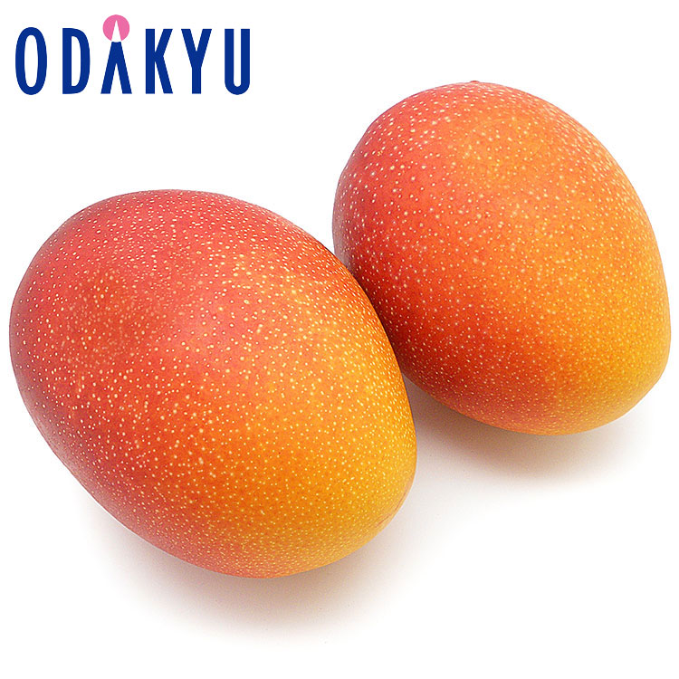 マンゴー フルーツ 送料無料 宮崎県産 完熟マンゴー 2玉詰め 約0.8kg ｜7-12日程度でのお届け※沖縄・離島へは届不可(直)
