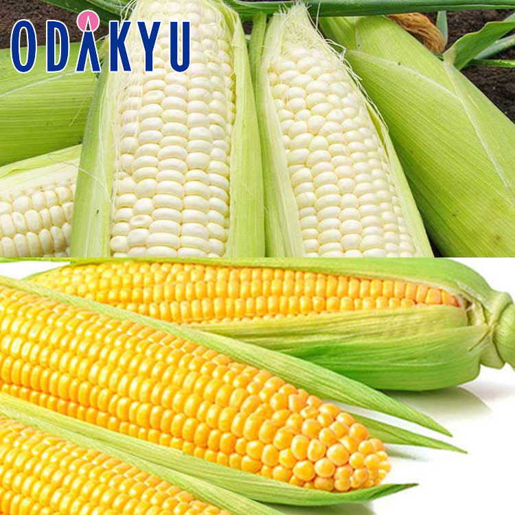 とうもろこし motimotitaroubaikara.jpg