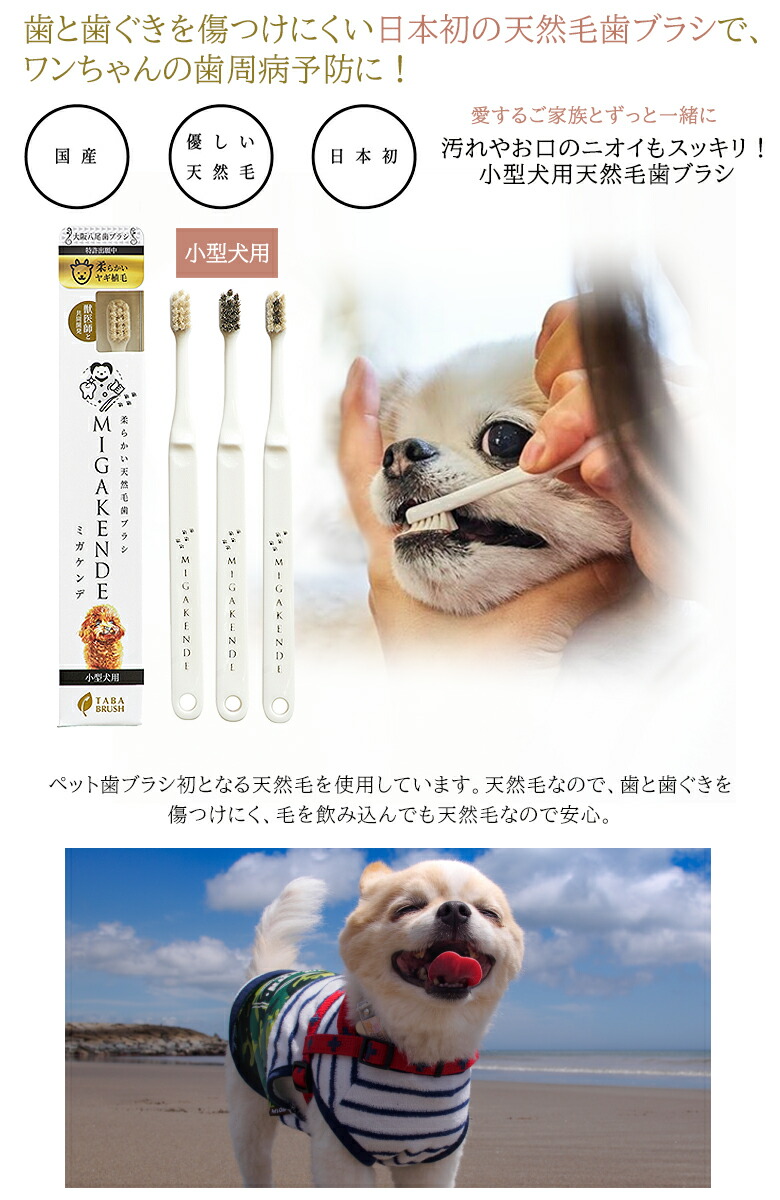 【ミガケンデMIGAKENDE天然毛歯ブラシ】犬用愛犬ワンちゃん小型犬犬用歯ブラシペット用歯ブラシ【ペット専用歯磨きジェルデンタアプローチペティ25g】dentaapproachpetyコウヤマキエキス