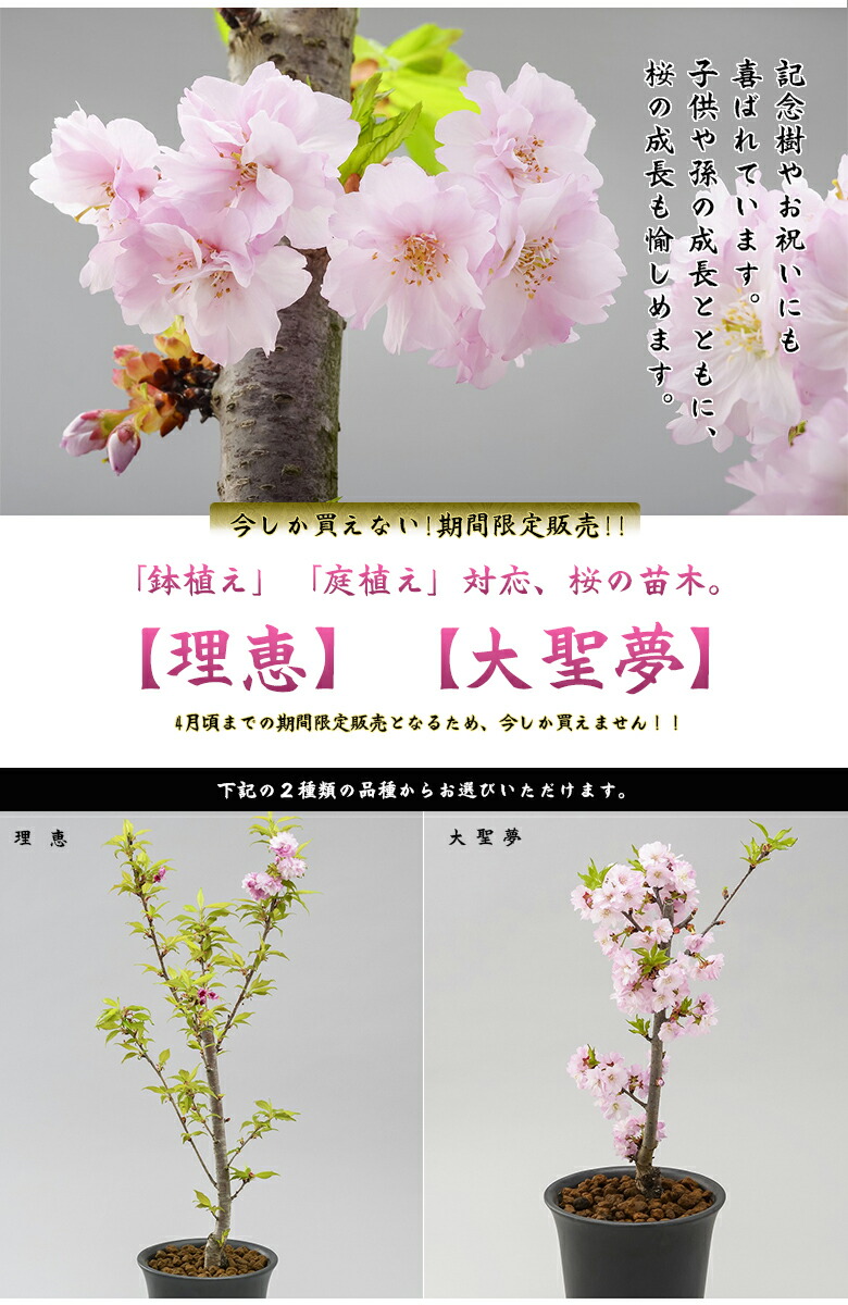 楽天市場 新品種 桜の苗木 開花時期 4月中旬 下旬 八重桜が好きな貴方に サクラの苗木 今しか買えない 期間限定 大きくなり過ぎない桜の苗木 成長 し過ぎない桜の木 育成マニュアル付 育てる楽しさ 花見できない 鉢植え 庭植え 剪定 マンション ベランダ 想いを