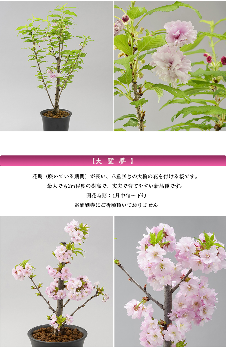 楽天市場 新品種 桜の苗木 開花時期 4月中旬 下旬 八重桜が好きな貴方に サクラの苗木 今しか買えない 期間限定 大きくなり過ぎない桜の苗木 成長し過ぎない桜の木 育成マニュアル付 育てる楽しさ 花見できない 鉢植え 庭植え 剪定 マンション ベランダ 想いを