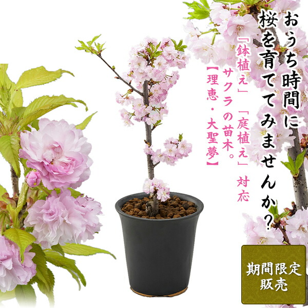 楽天市場 新品種 桜の苗木 開花時期 4月中旬 下旬 八重桜が好きな貴方に サクラの苗木 今しか買えない 期間限定 大きくなり過ぎない桜の苗木 成長 し過ぎない桜の木 育成マニュアル付 育てる楽しさ 花見できない 鉢植え 庭植え 剪定 マンション ベランダ 想いを