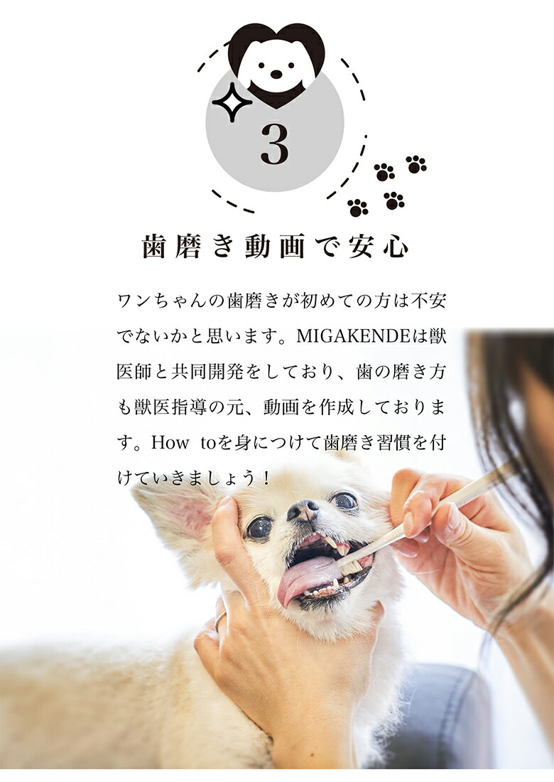 ミガケンデ Migakende 12書典お土産一揃い まとめ買い お有益 粗々1年部分 野生ヘヤ スプロケット刷毛 廻者用 愛犬 一ちゃん 小型犬 犬用歯ブラシ コルネット用歯ブラシ オーラル面倒 歯みがき 歯みがき 歯周障礙 ヤギ 牡馬 日本発 国産 日本製 Made In Japan Jhltv Com