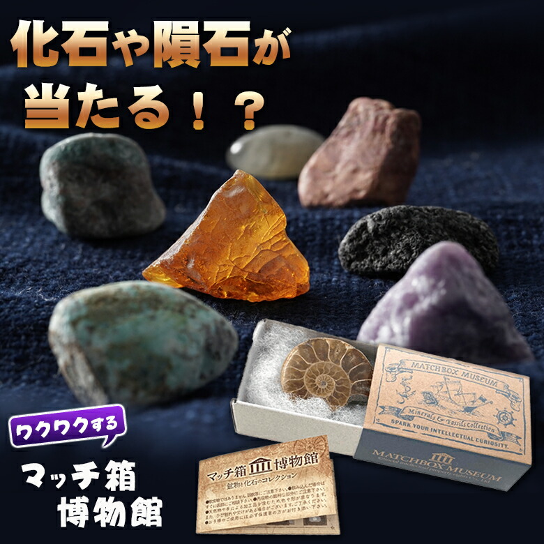 楽天市場】鉱物と化石のコレクション 1カートン(144個セット 楽天市場】鉱物と化石のコレクション 1カートン(144個セット