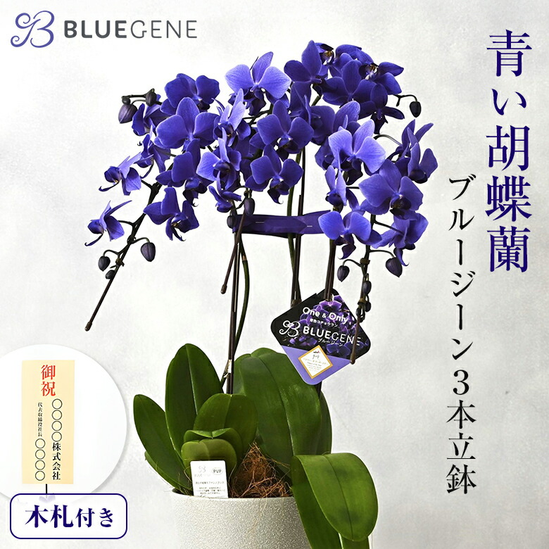 青碧夢見鳥蘭 青碧ジーン 3本立鉢 Blue Gene 夢見鳥蘭 コチョウラン 青碧 青 名入れ 木札無料 貨物輸送無料 花 祝賀会 蘭 年長 古希 喜寿 開店 開院 開業 祝 大統領 入会 御祝 移し替える 新店 叙勲 生まれ落ちる日 差し上げ物 差し上げ物 晴れ晴れしい 御前上等