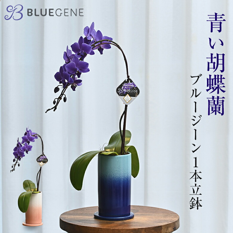 楽天市場】花鉢 ギフト 青色 胡蝶蘭「Blue Gene (ブルージーン