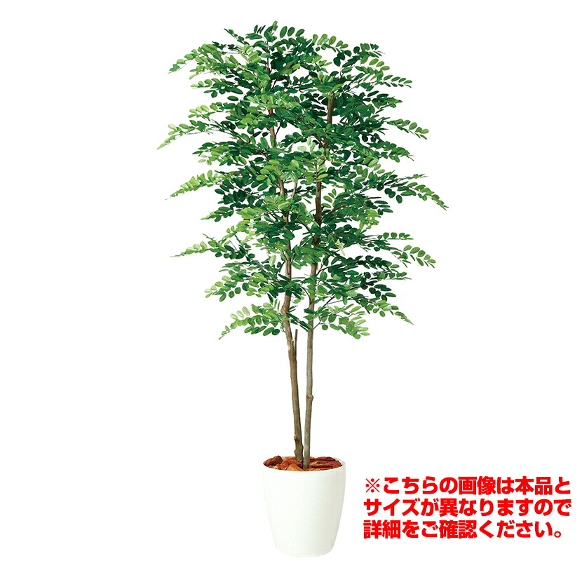 観葉植物 人工 樹木 アカシアデュアル 高さ1500mm Mサイズ 鉢:RP-265|オフィス家具通販のオフィスコム
