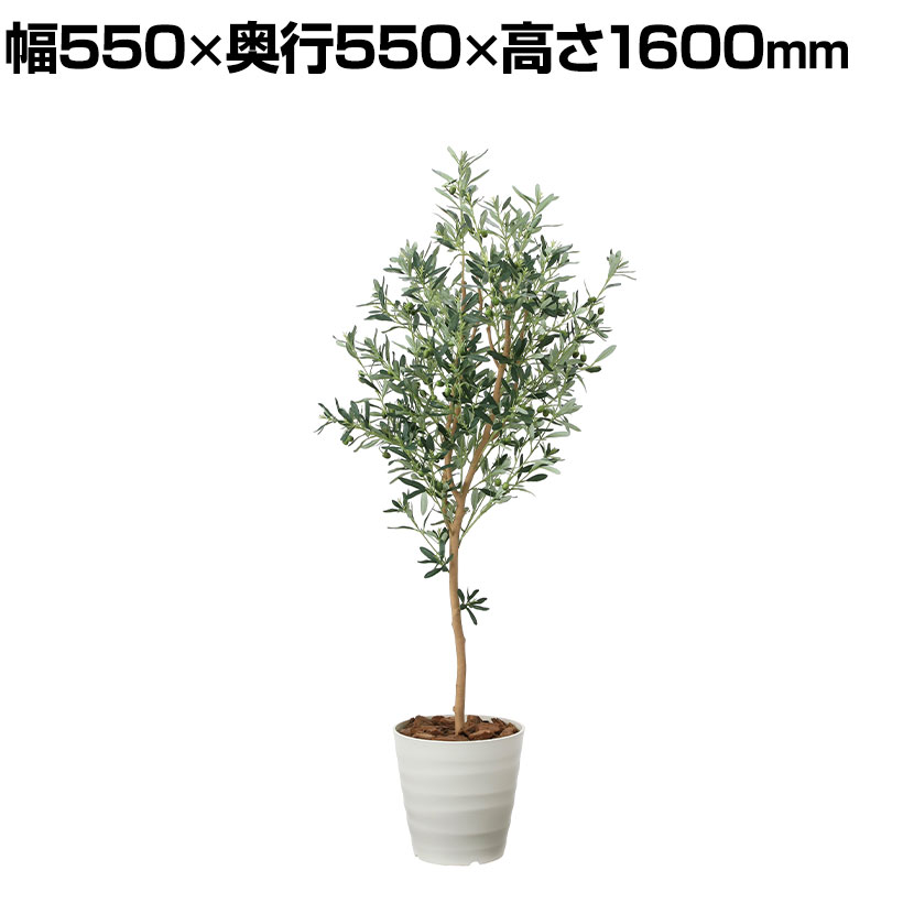 楽天市場】光触媒 光の楽園 ナチュラルオリーブツリー1.5【インテリア