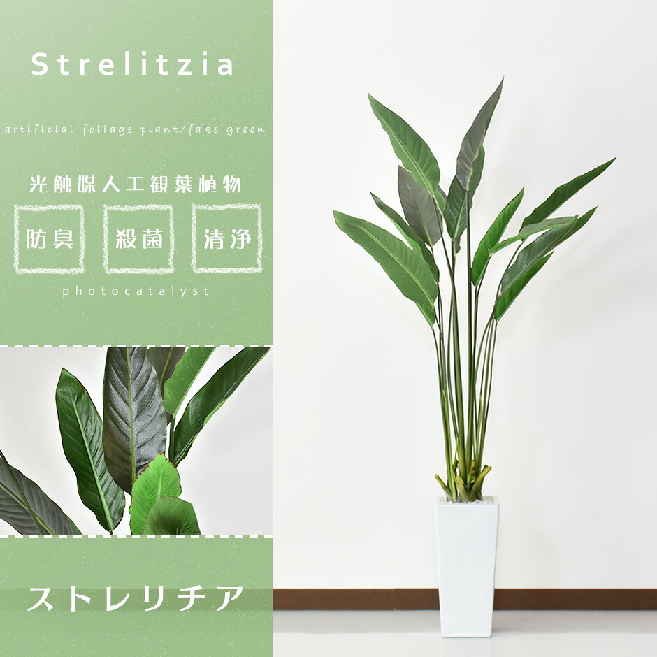 最大51 Offクーポン 人工観葉植物 光触媒 ストレリチア140cm 水やり不要 高さ140 インテリアグリーン 観葉植物 造花ストレリチア 送料無料 Www Yourrequestentertainment Com 最大51 Offクーポン 人工観葉植物 光触媒 ストレリチア140cm 水やり不要 高さ140 インテリアグリーン 観葉植物 造花ストレリチア 送料無料 Www Yourrequestentertainment Com