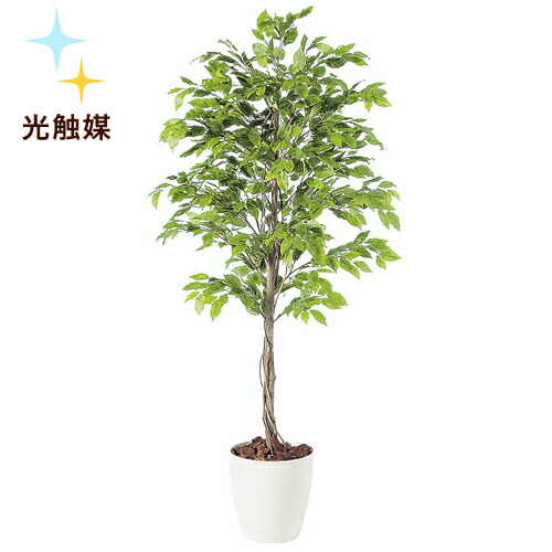 送料無料w70cm H150cm光触媒加工で脱臭 抗菌 抗ウィルス効果フェイクグリーン 光触媒 人工観葉植物 インテリアグリーン オフィスグリーンベンジャミナ お買い得モデル
