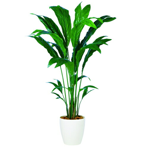 フェイクグリーン 人工観葉植物 インテリアグリーン オフィスグリーン 人工樹木 人工観葉植物 造花 開店祝い 移転祝い 花 観葉植物 設立祝い 人工 観葉植物 新築祝い 観葉植物 大型 卓上 フェイク 送料無料 チャメドレア Rp鉢タイプ W90cm H160cmフェイクグリーン 人工 フェイクグリーン 人工観葉植物 インテリアグリーン オフィスグリーン 人工樹木 人工観葉植物 造花 開店祝い 移転祝い 花 観葉植物 設立祝い 人工 観葉植物 新築祝い 観葉植物 大型 卓上 フェイク 送料無料 チャメドレア Rp鉢タイプ W90cm H160cmフェイクグリーン 人工