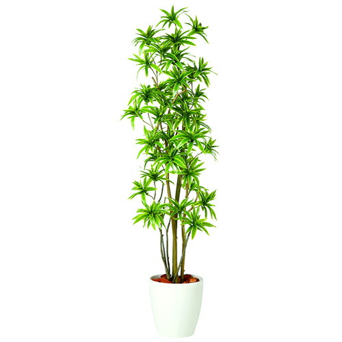 送料無料 ソング オブ インディア Fst Rp鉢タイプ W60cm H180cmフェイクグリーン 人工観葉植物 インテリアグリーン オフィスグリーン 人工樹木 造花ドラセナ Elteachermurcia Com
