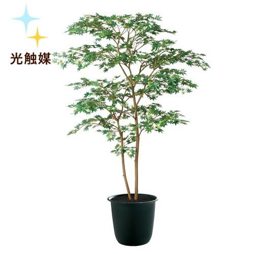 送料無料 光触媒加工 ヤマモミジ株立 Green Fst 懸崖鉢タイプ W100cm H150cm光触媒加工で脱臭 抗菌 抗ウィルス効果フェイクグリーン 光触媒 人工観葉植物 インテリアグリーン オフィスグリーンモミジ 紅葉 Elteachermurcia Com