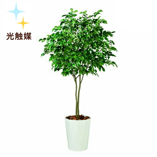 人工樹木 光触媒 人工観葉植物 人工観葉植物 造花 オフィスグリーン 開店祝い 移転祝い フェイクグリーン 新築祝い 抗菌 設立祝い 観葉植物 送料無料 フェイク インテリアグリーン 大型 卓上 代引不可 新商品 光触媒加工 ベンジャミン ワイド Fst クォーツ鉢タイプ
