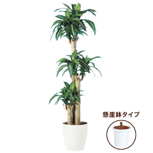 35 Off マッサンゲアナ オフィスグリーン 送料無料 人工樹木 W70cm H170cmフェイクグリーン W70cm H170cmフェイクグリーン マッサンゲアナ 造花 抗ウイルス 懸崖鉢タイプ 人工観葉植物 人工観葉植物 インテリアグリーン 脱臭 抗菌 事務所 オフィス お祝い 開店 35 Off マッサンゲアナ オフィスグリーン 送料無料 人工樹木 W70cm H170cmフェイクグリーン W70cm H170cmフェイクグリーン マッサンゲアナ 造花 抗ウイルス 懸崖鉢タイプ 人工観葉植物 人工観葉植物 インテリアグリーン 脱臭 抗菌 事務所 オフィス お祝い 開店