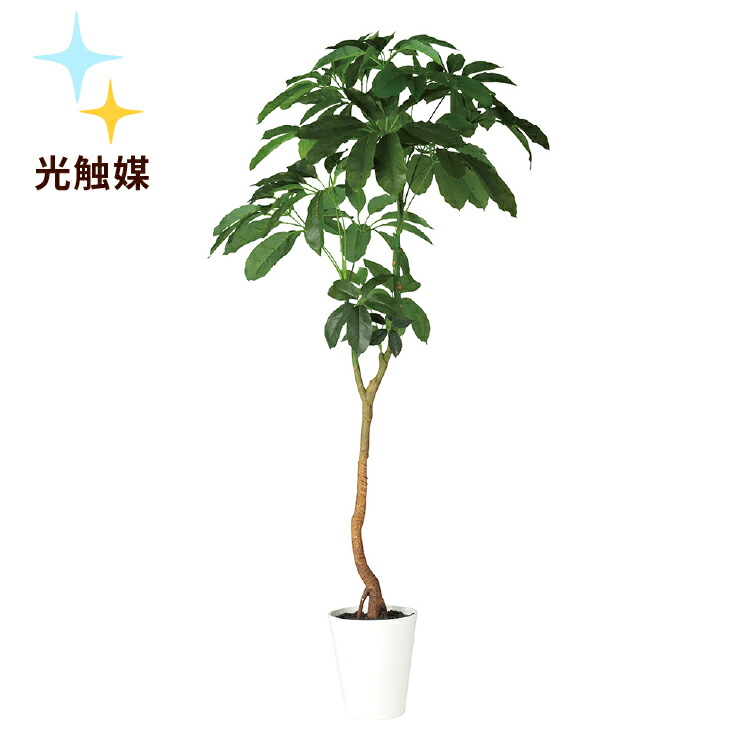 新商品 送料無料 光触媒加工 ブラッサイア Sa 10 Wh W100 H210cm光触媒加工で脱臭 抗菌 抗ウィルス効果フェイクグリーン 人工観葉植物 インテリアグリーン オフィスグリーン 人工樹木ブラッサイア Elteachermurcia Com
