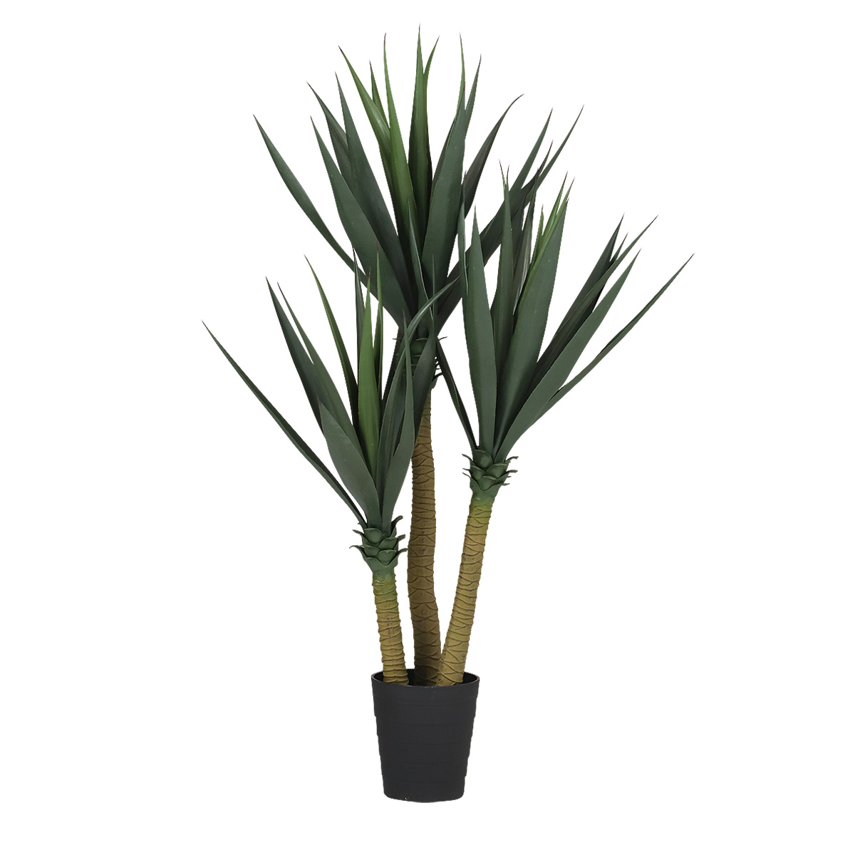 楽天市場】【多肉植物】 シムランスラグナサンチェス 観葉植物 ギフト