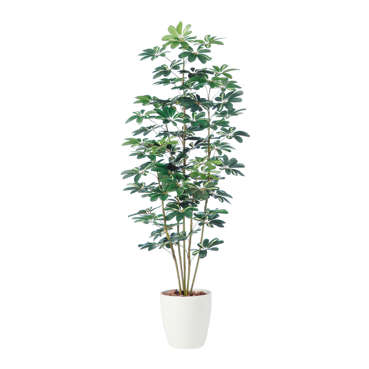 楽天市場】【光触媒加工】シェフレラ 150cm 1台お手入れ不要！手軽に