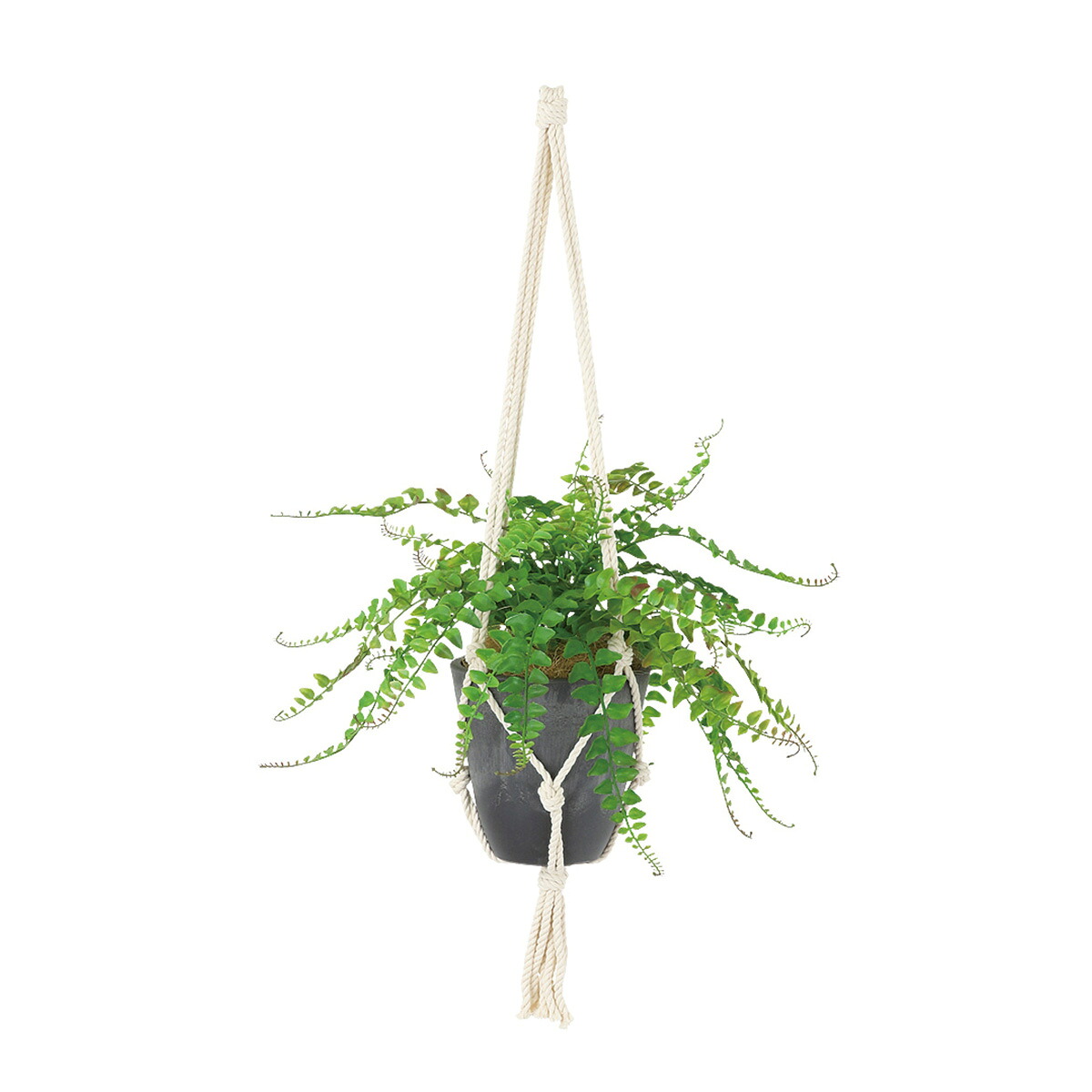 【 光触媒加工 ワイルドグラスファン 】W45 &times; D45 &times; H25cm（約75cm）｜オフィスグリーン店