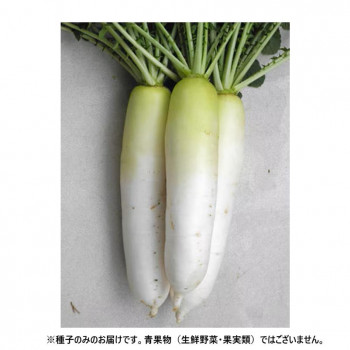 （代引き不可）（同梱不可） 小林種苗 ダイコン種子 晩抽おおとろ　5530　1dl 晩秋まき総太り大根!