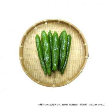 （代引き不可）（同梱不可） 小林種苗 ピーマン種子 グリルピーマン　5819　500粒 焼き目をつけてじゅわ～っと広がるたまらない美味しさ!