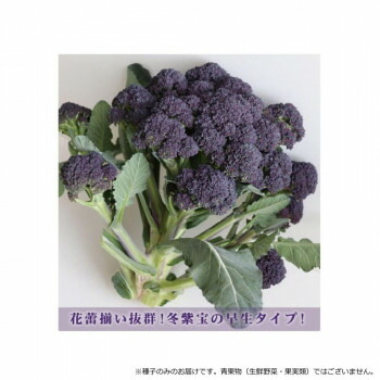 （代引き不可）（同梱不可） 小林種苗 ブロッコリー種子 秋紫宝(あきしほう)　8608　1000粒 花蕾揃い抜群!冬紫宝の早生タイプ!