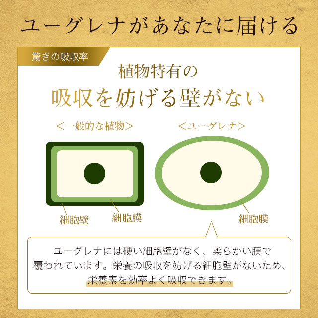 ホワイトユーグレナ(約1ヶ月分)ユーグレナビタミンミネラルアミノ酸パラミロンGABA不飽和脂肪酸送料無料ミドリムシサプリサプリメントパラミロン食物繊維美容健康ダイエットみどりむし_JB_JH