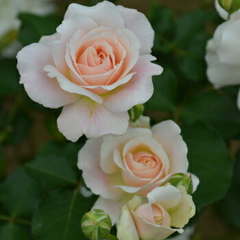 楽天市場】ブルー・ムーン・ストーン（大苗）7号鉢植え 四季咲き バラ