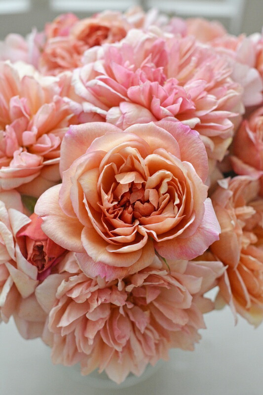 楽天市場】【2026年 早期予約】送料無料【ブロドリー 新苗4号鉢