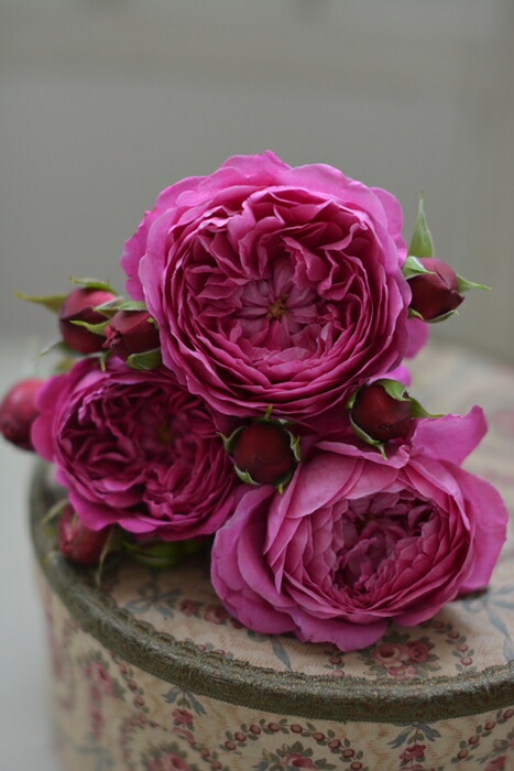 カルトナージュ 大苗 7号鉢植え バラ苗 四季咲き シュラブローズ 河本バラ園 Kawamoto Brand Roses Napierprison Com