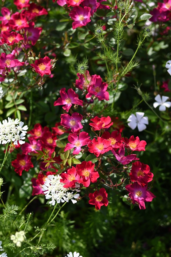 購入者現れないので、再出品しバラ売りにします 楽天市場】【2026年 早期予約】送料無料【レミエル 新苗4号鉢】鉢植え