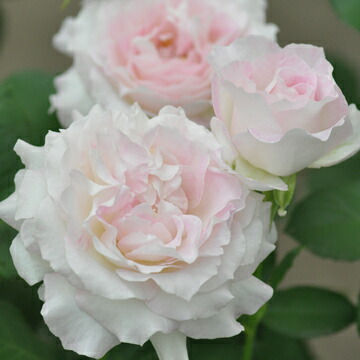 楽天市場】ロココ（大苗予約）7号鉢植え つるバラ バラ苗 : 大神ファーム