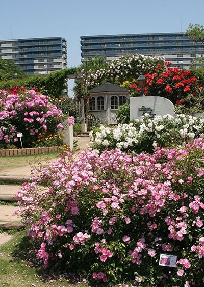 ラベンダー メイディランド 7号鉢植え 大苗 シュラブローズ