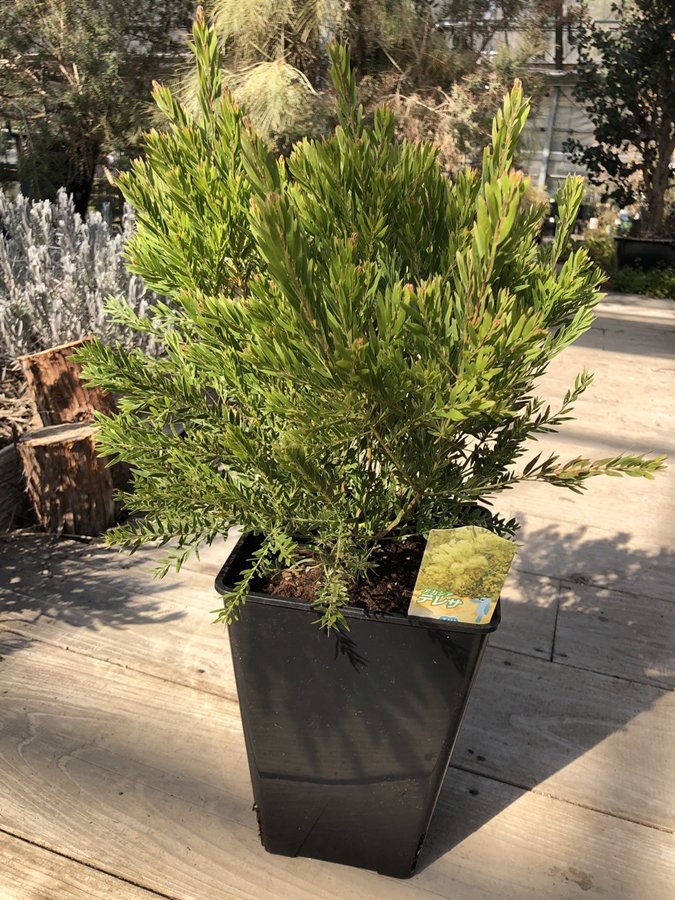 楽天市場】アカシア テレサ 5号鉢 送料無料 矮性種 庭木 苗木 花木