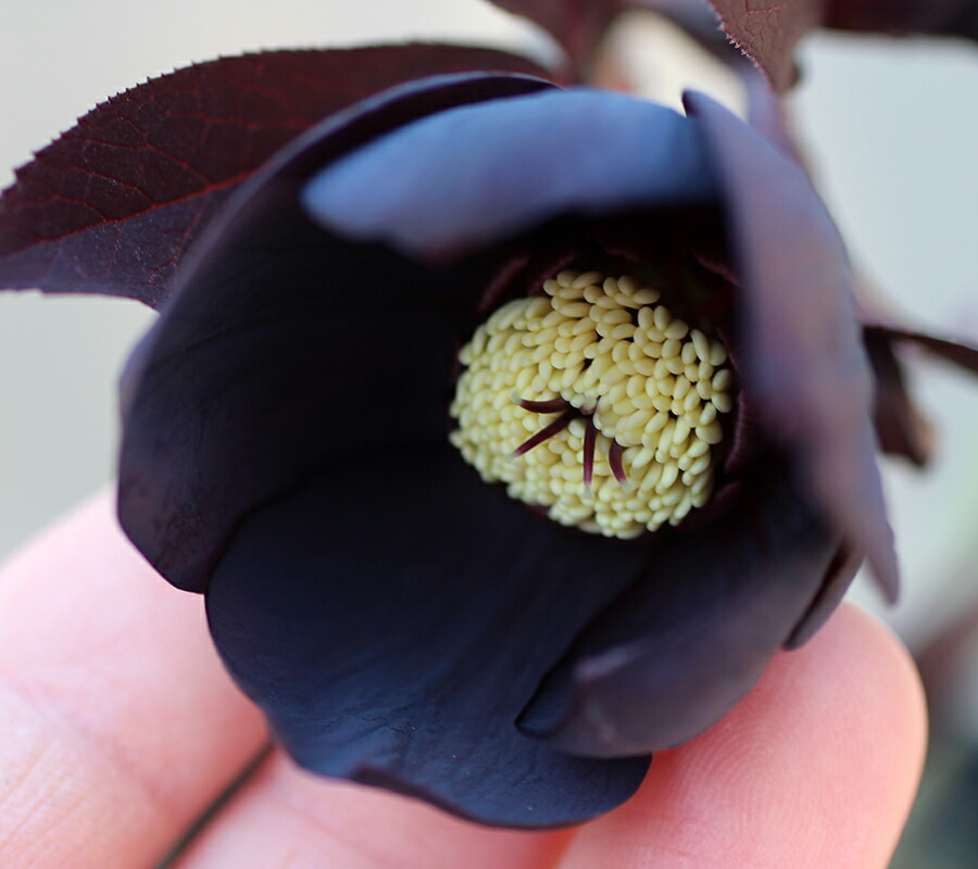 楽天市場】クリスマスローズ・オリエンタリス セミダブル