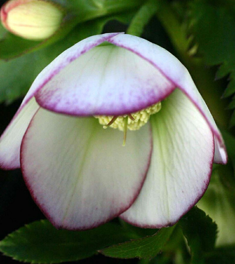 楽天市場】クリスマスローズ リグリクス : おぎはら植物園