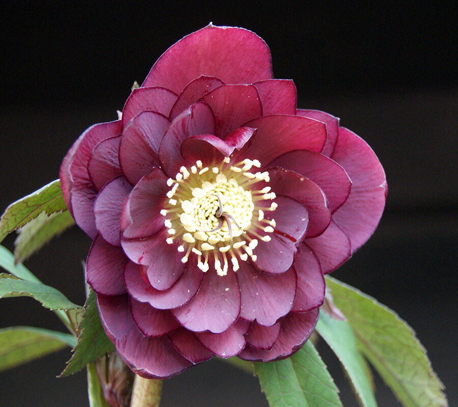 楽天市場】クリスマスローズ・ニゲル 'フルール・ド・ノエル' ピンク