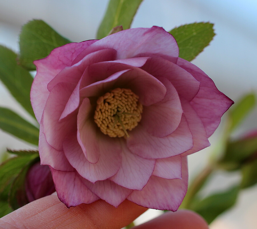 楽天市場 クリスマスローズ オリエンタリス ミスティローズダブル 大神ファーム