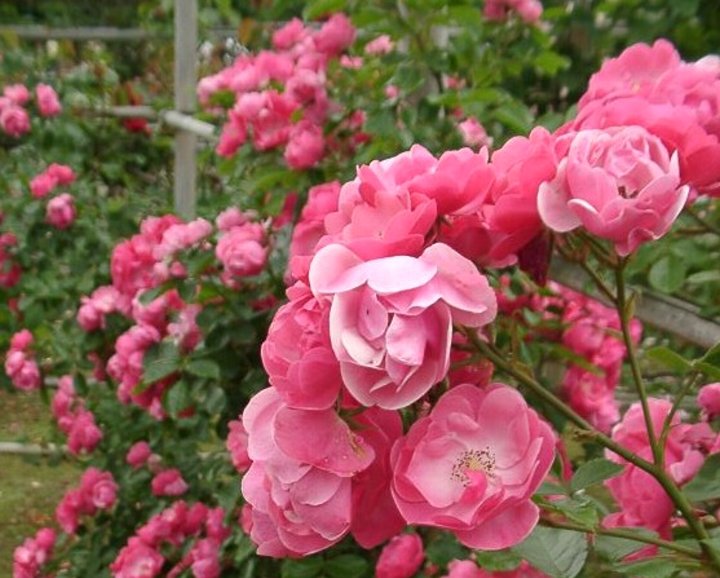 楽天市場】プティ・ルージュ（大苗予約）7号鉢植え 四季咲き